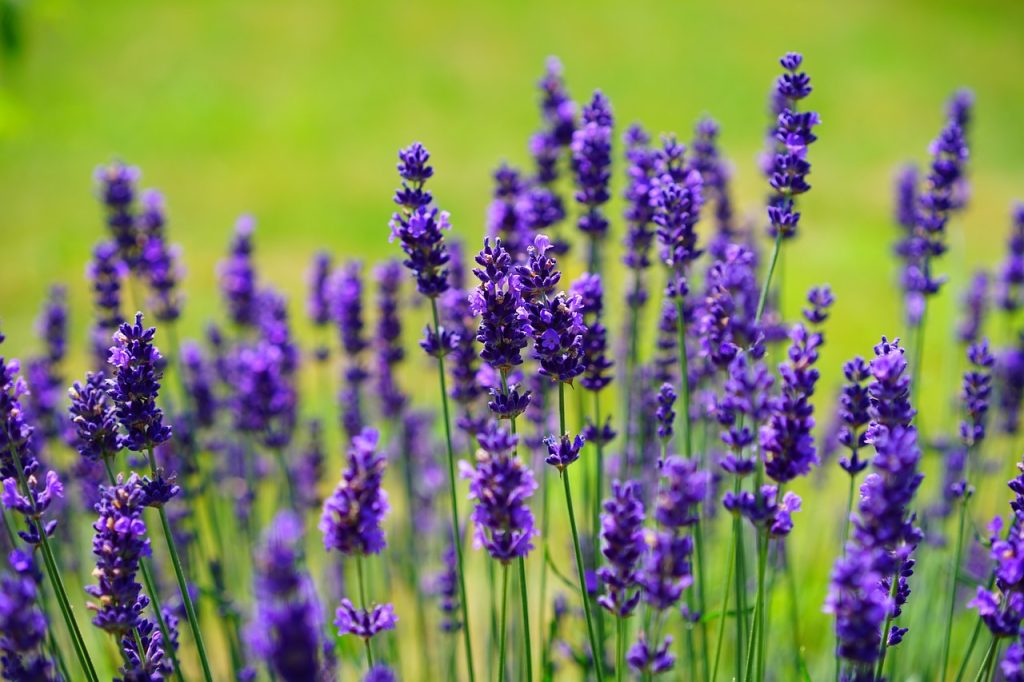 Brookfield Park Gardens Oamaru lavender