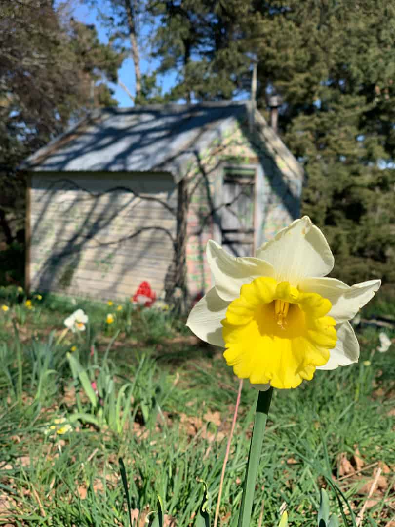 Brookfield Park Gardens Fairyland daffodil Fairyhouse